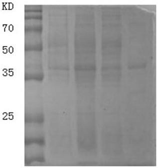 Alpha-1, 2-fucosyltransferase and application thereof in milk powder