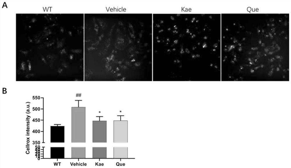 New application of quercetin and kaempferol