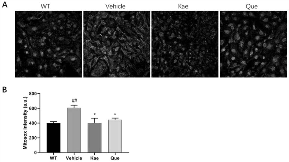 New application of quercetin and kaempferol