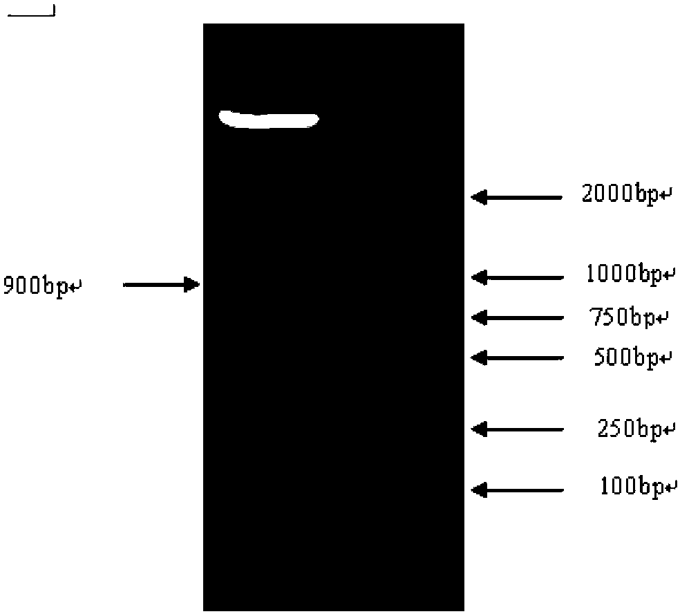 Expression vector containing detection label IgG (immunoglobulin g), construction method and application thereof