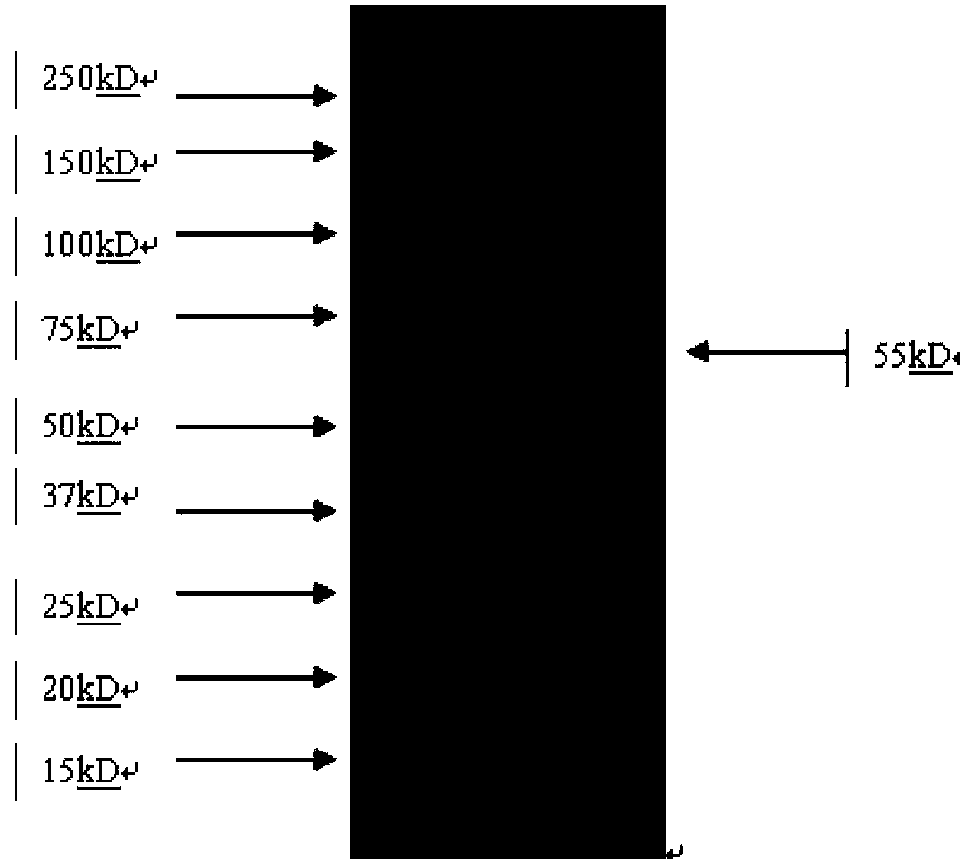 Expression vector containing detection label IgG (immunoglobulin g), construction method and application thereof