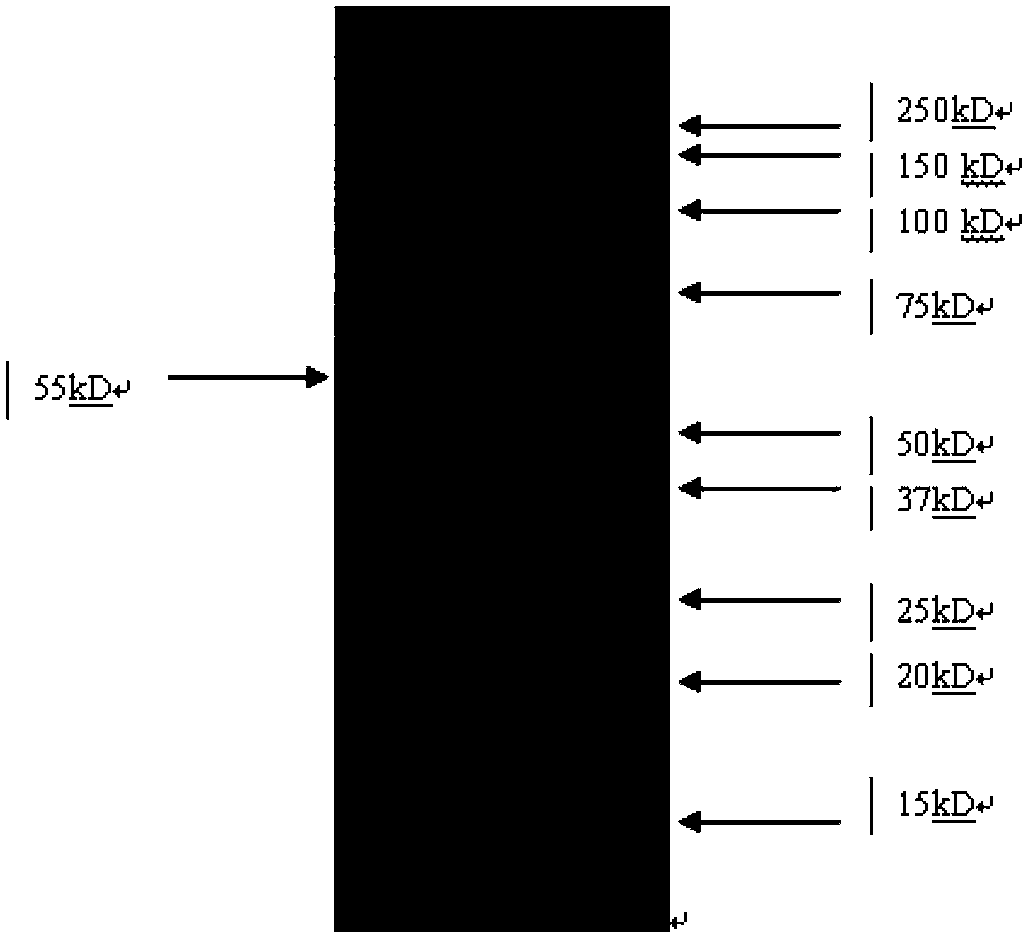 Expression vector containing detection label IgG (immunoglobulin g), construction method and application thereof