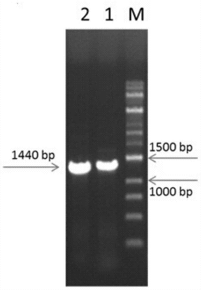 A kind of breviscapine glycosyltransferase, preparation method and application thereof