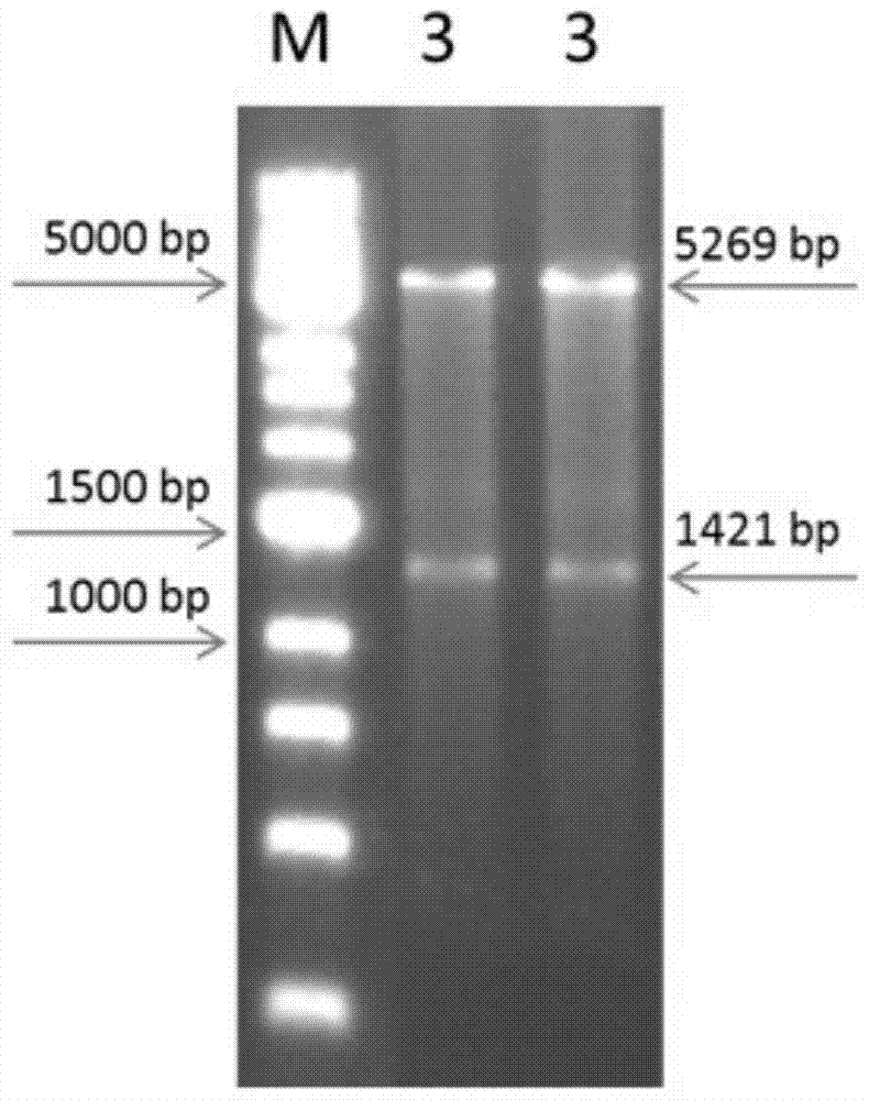 A kind of breviscapine glycosyltransferase, preparation method and application thereof