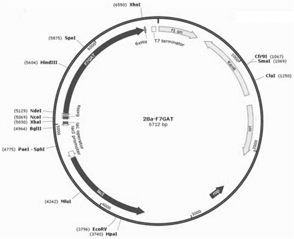 A kind of breviscapine glycosyltransferase, preparation method and application thereof