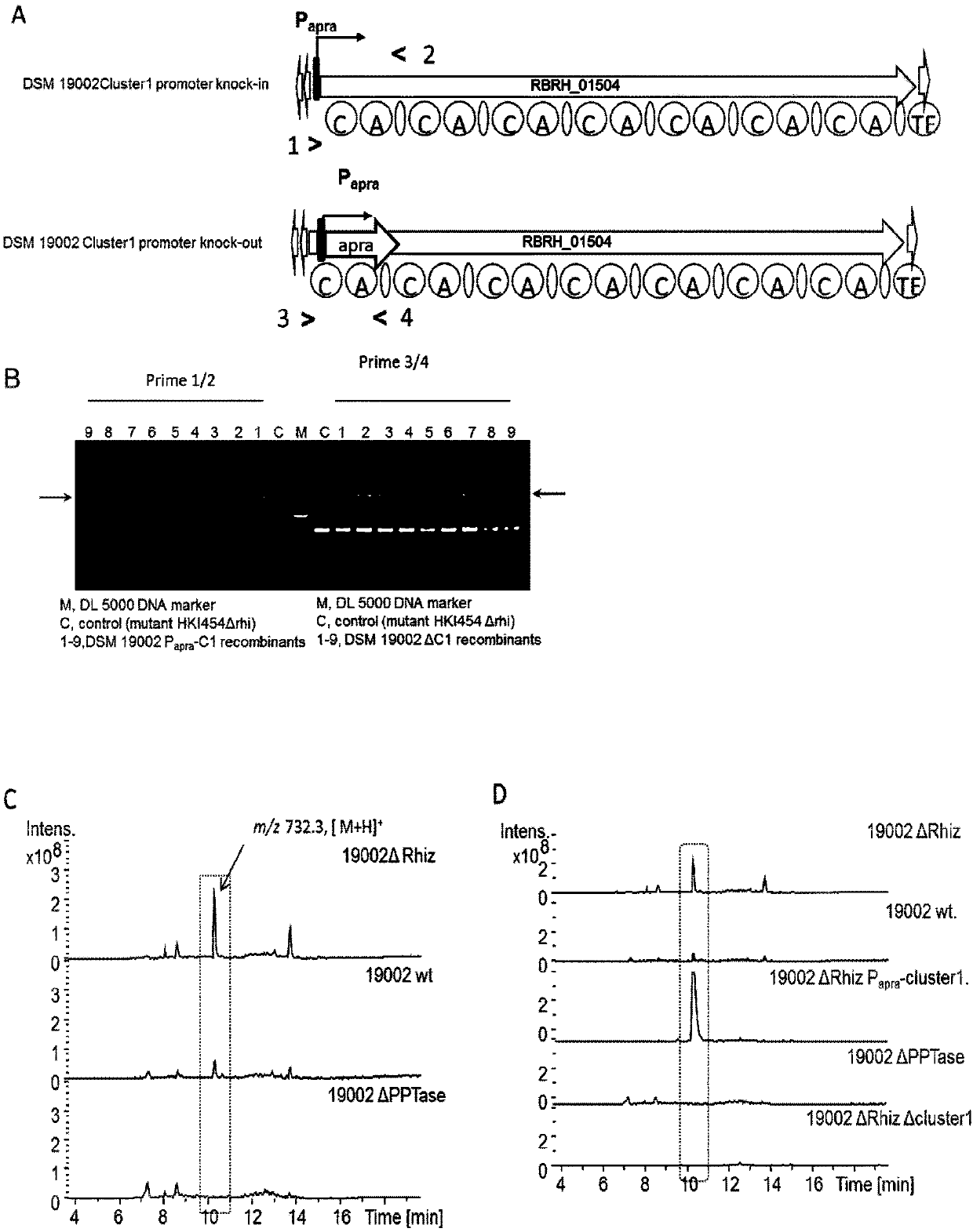 A group of homologous recombinases, expression vector and applications thereof