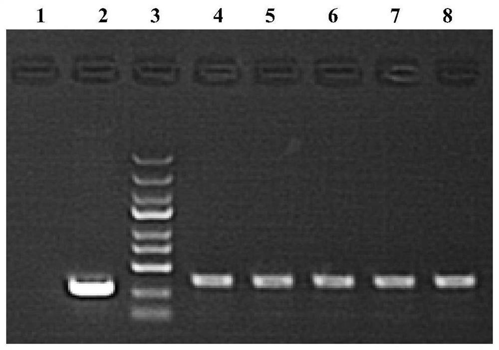 A kind of shrna that suppresses human edaradd gene expression, lentiviral vector and its construction method and application