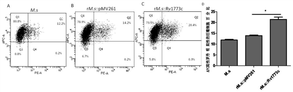 Application of rv1773c in the preparation of anti-mycobacterium tuberculosis infection medicine