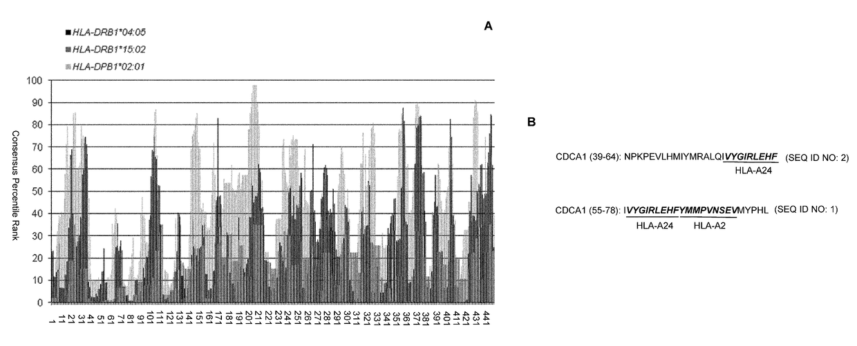 CDCA1 epitope peptides for Th1 cells and vaccines containing the same