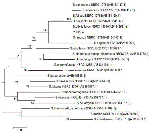 Ocean actinomycetes strain producing plasmin, application and plasmin prepared from same and application of plasmin