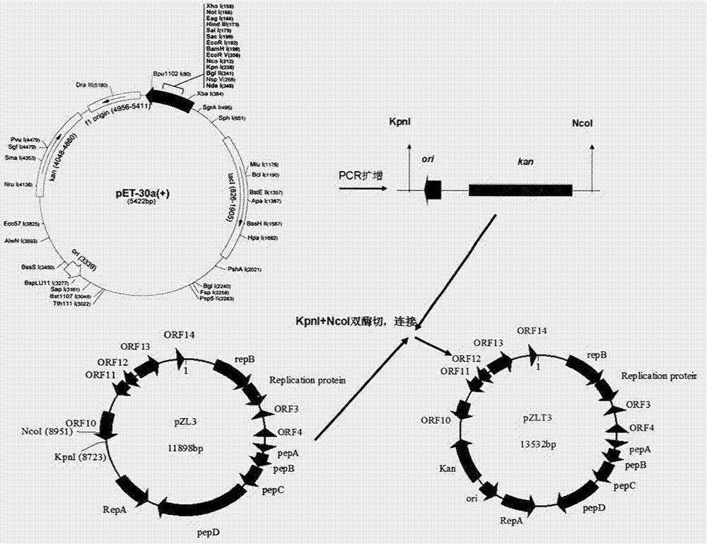 Construction and application of shuttle vector between Escherichia coli and Lactobacilli