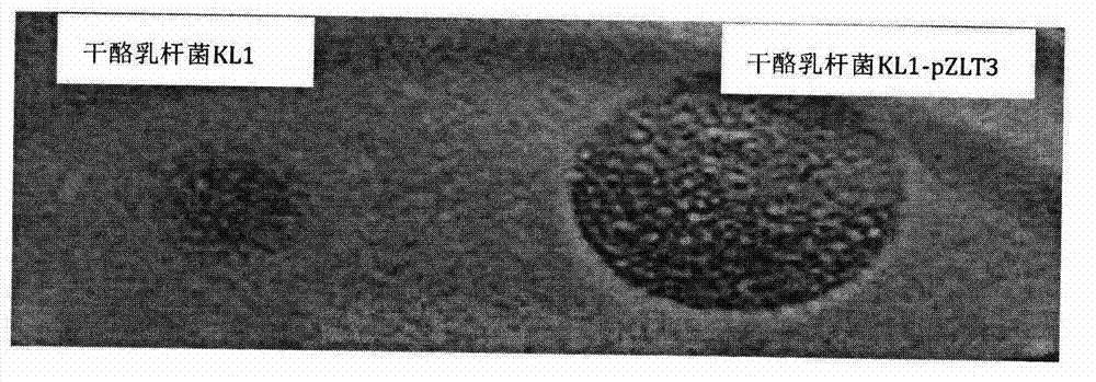 Construction and application of shuttle vector between Escherichia coli and Lactobacilli