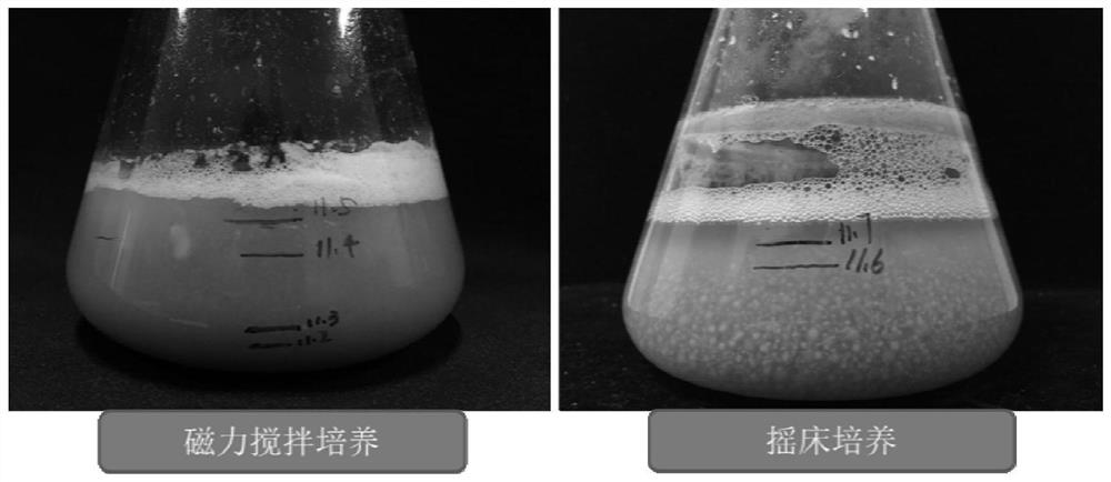 Production method of lentinus edodes liquid stock seed and lentinus edodes liquid stock seed