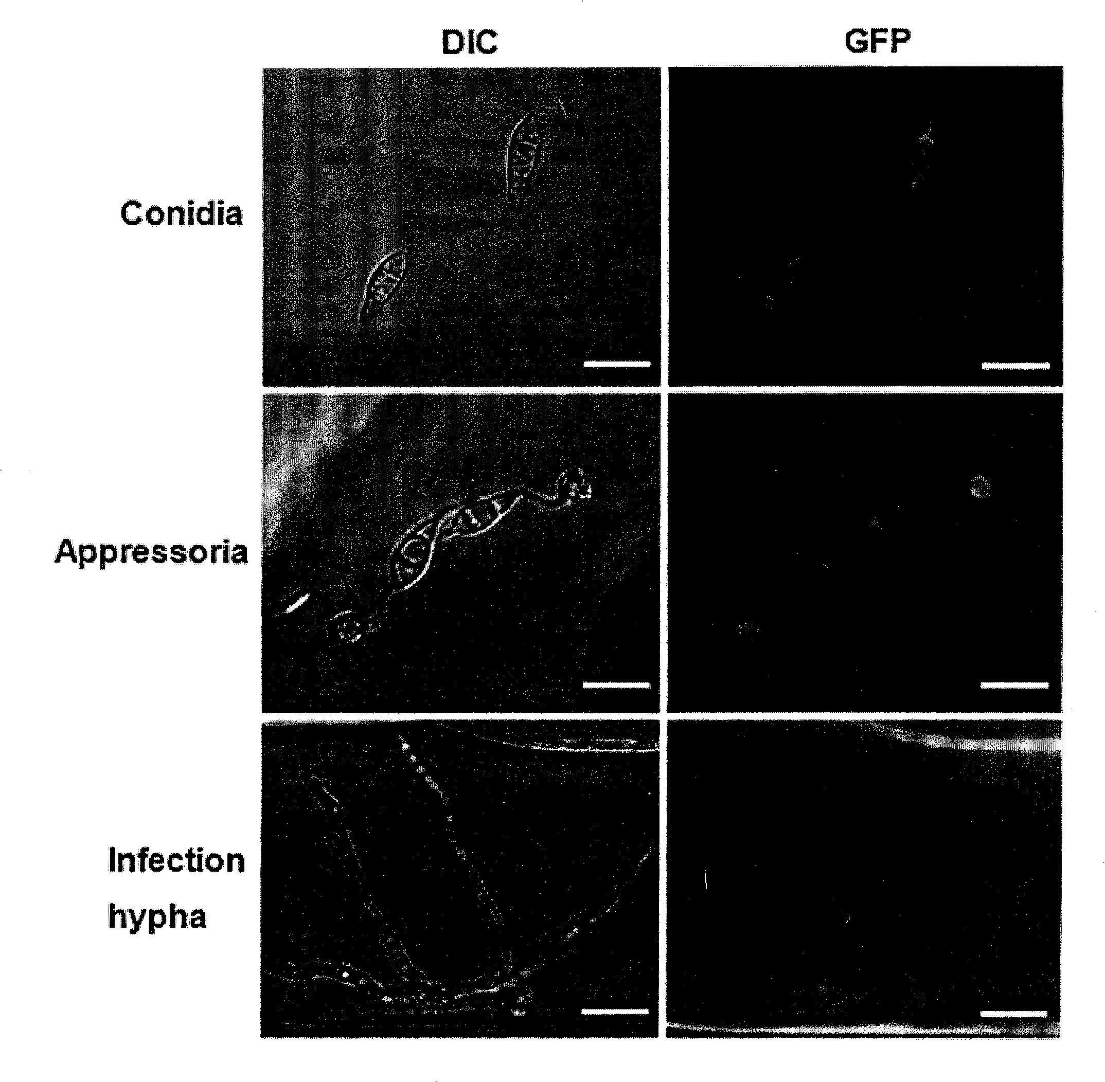 Magnaporthe grisea MoPPF3 gene and function and application of coding protein of magnaporthe grisea MoPPF3 gene