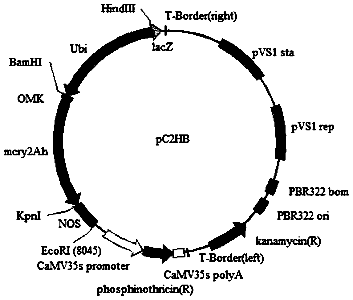 Application of cry2Ah-vp gene in armyworm resisting