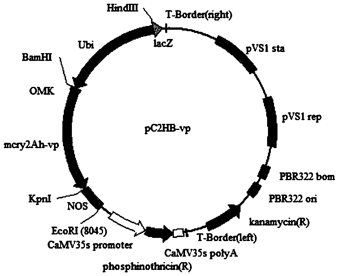 Application of cry2Ah-vp gene in armyworm resisting