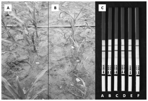 Application of cry2Ah-vp gene in armyworm resisting