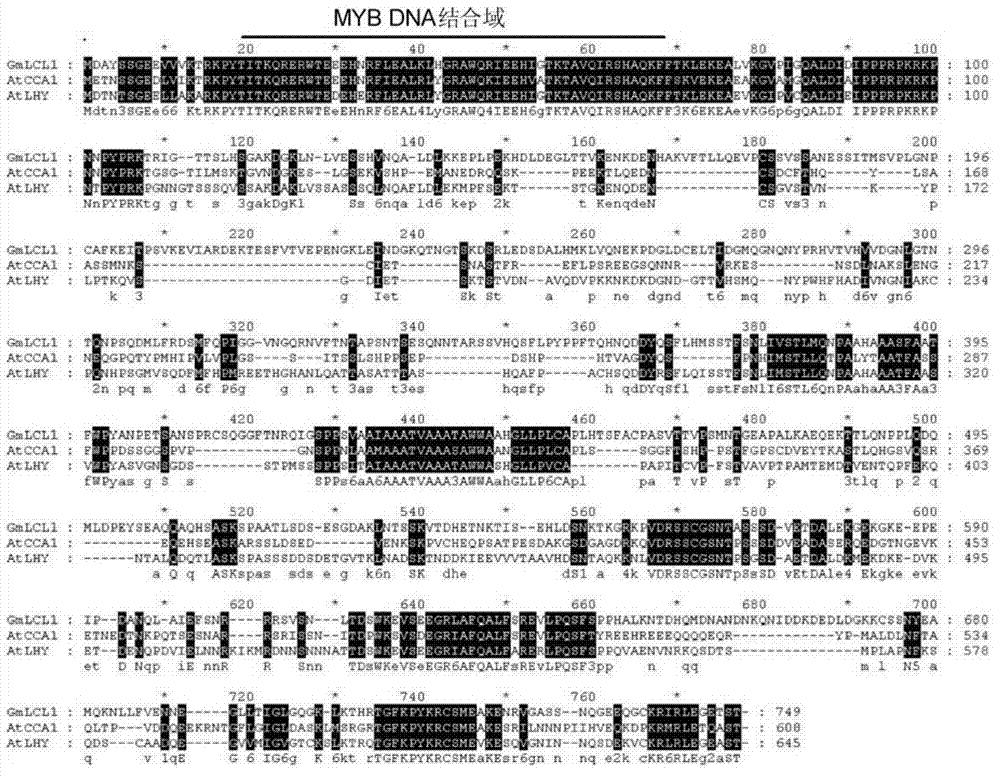 Soy biological clock gene GmLCL1, encoding protein and application thereof