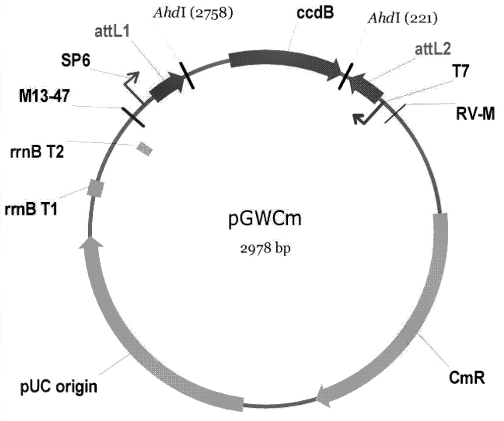 Soy biological clock gene GmLCL1, encoding protein and application thereof