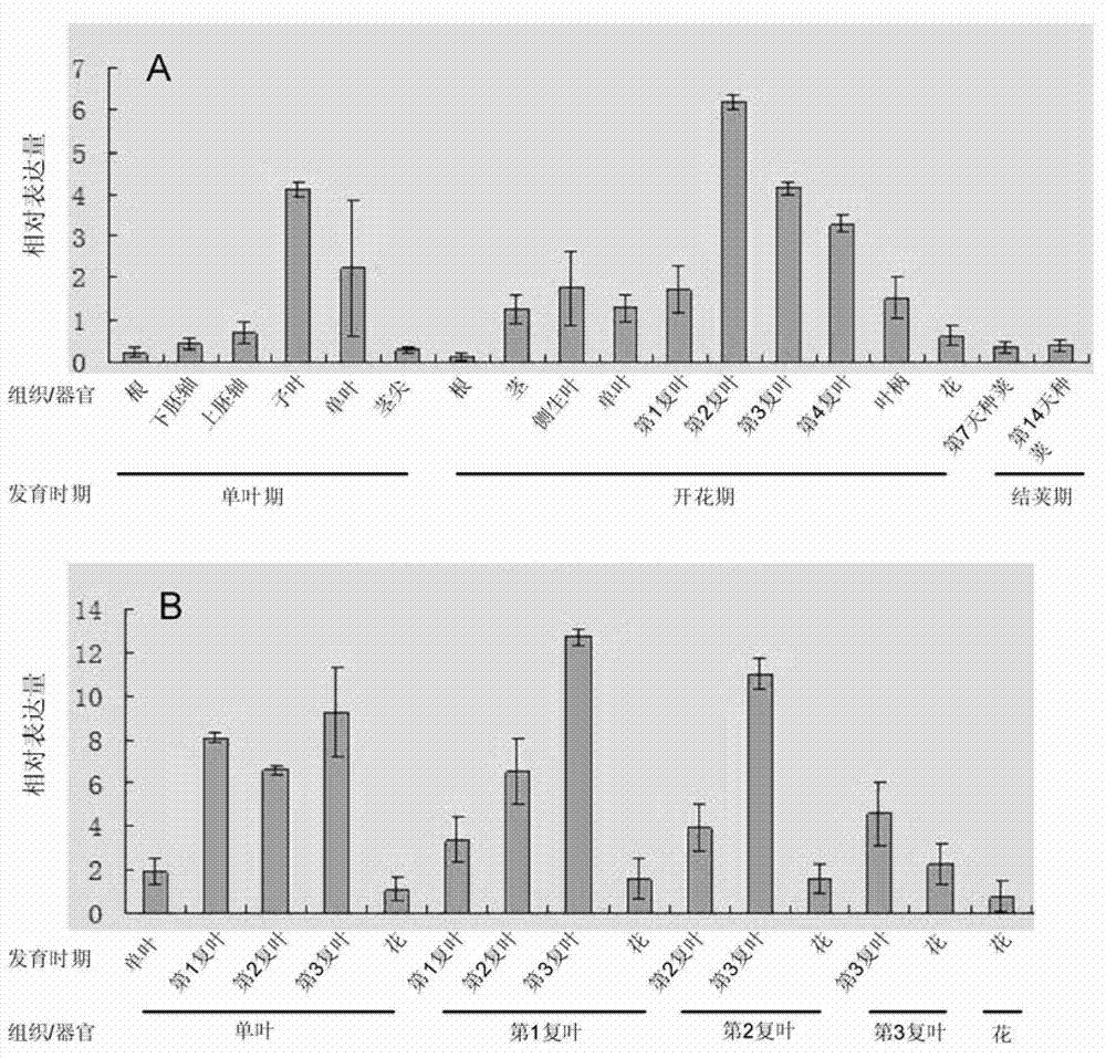 Soy biological clock gene GmLCL1, encoding protein and application thereof