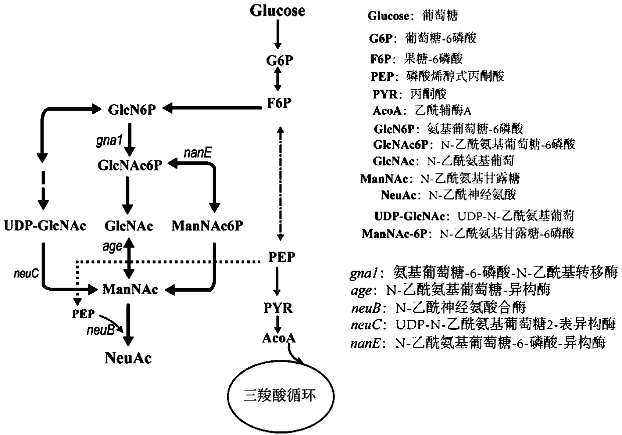 Multipath composite neuraminic acid producing bacillus subtilis and application thereof