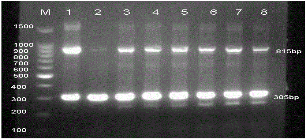 Composition and method for identifying pasteurella multocida and/or haemophilus parasuis