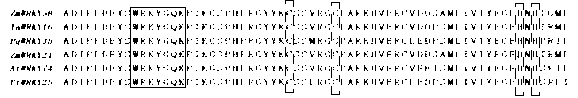 Corn WRKY transcription factor ZmWRKY58, and coding gene and application thereof