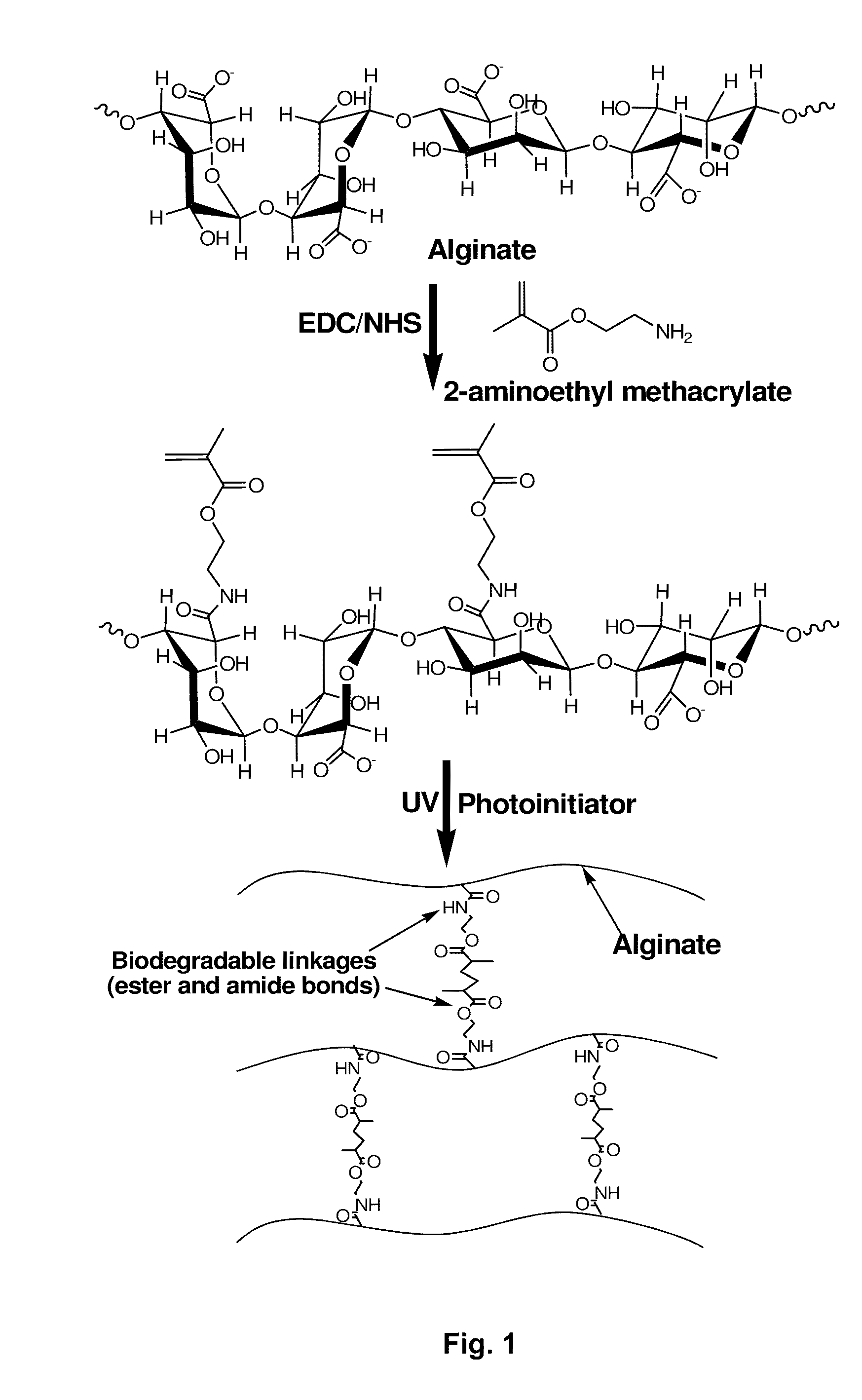 Photocrosslinked biodegradable hydrogel