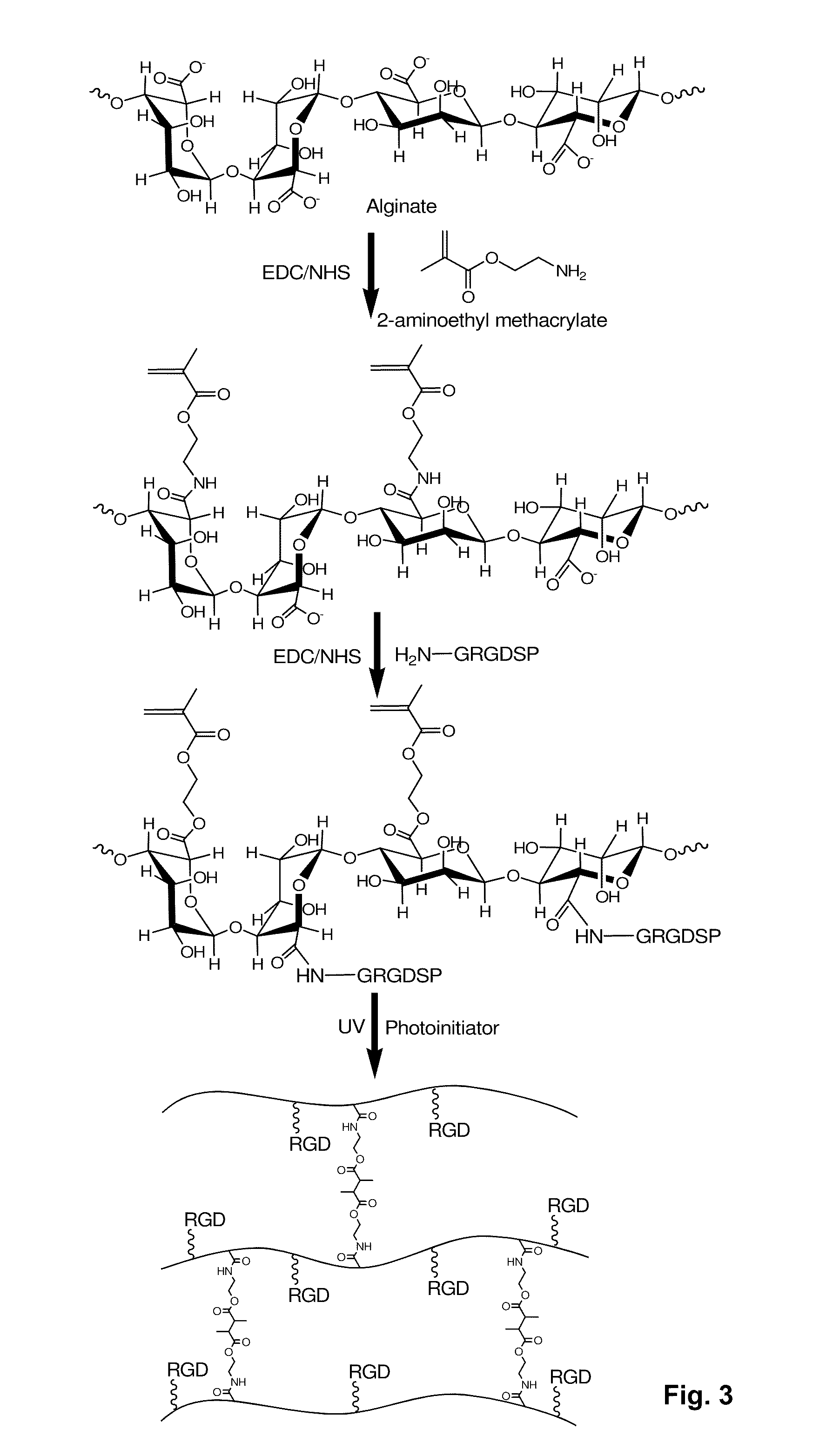 Photocrosslinked biodegradable hydrogel