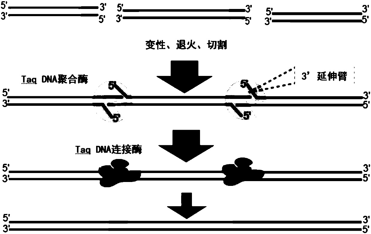 Method for rapidly assembling non-phosphorylated DNA (deoxyribonucleic acid) fragments in vitro