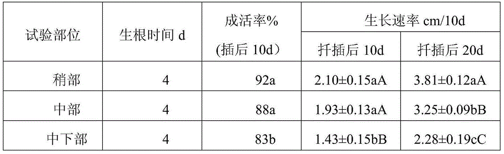 Scrophulariaceae cutting cultivation method