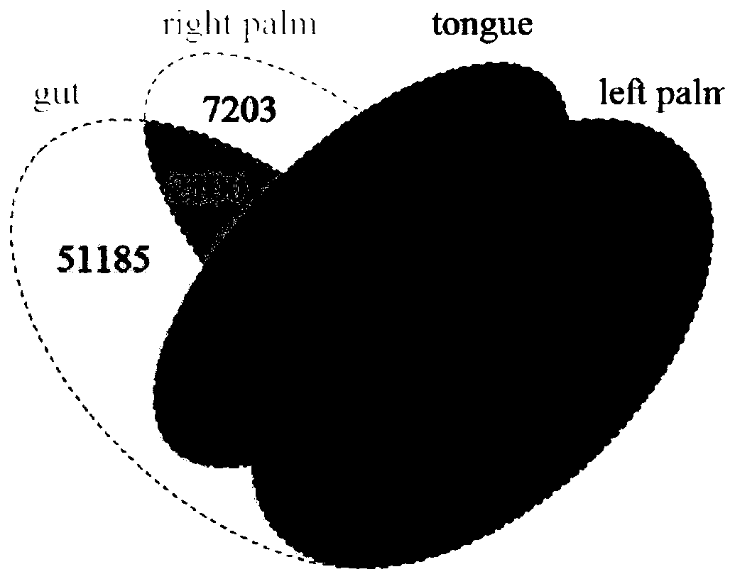 Venn graph manufacturing method based on microbe genome second-generation sequencing data and system thereof