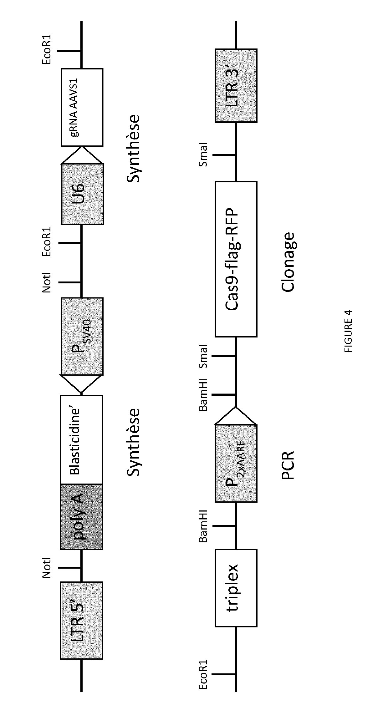 Diet controlled expression of a nucleic acid encoding cas9 nuclease and uses thereof