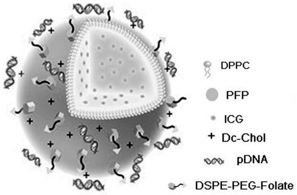 Preparation method and application of a gene-loaded multifunctional contrast agent