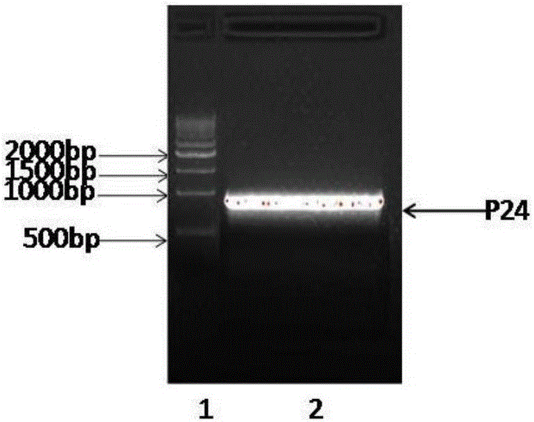 Fluorogenic quantitative detection test card for human C-reactive protein