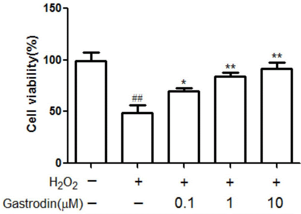 Application of gastrodin for preventing and treating osteoporosis