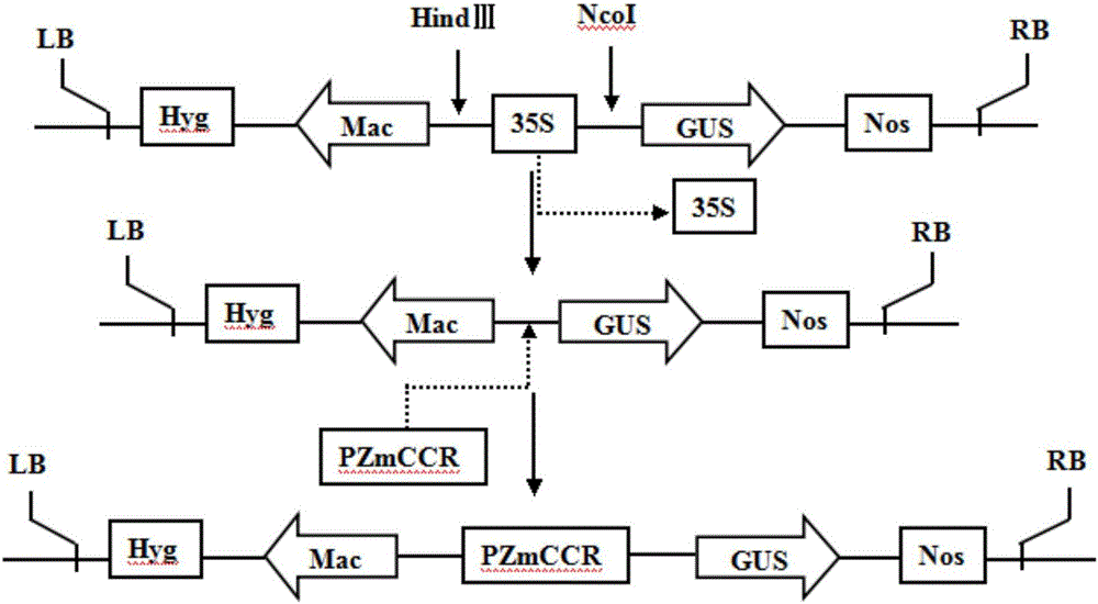 Corn nutritive organ specificity promoter and application thereof