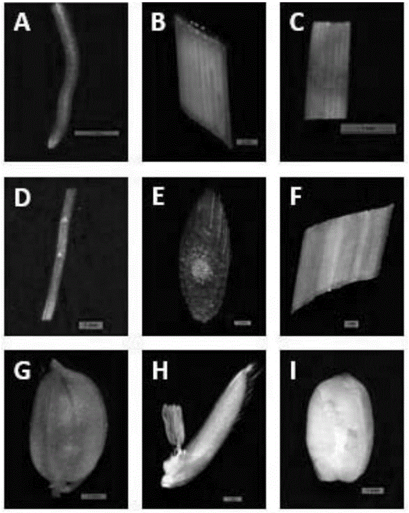 Corn nutritive organ specificity promoter and application thereof