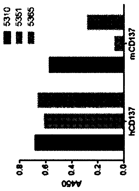 Anti-cd137 molecules and use thereof