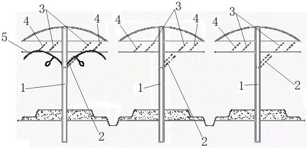 Grape cultivation method and special rack for cultivation method