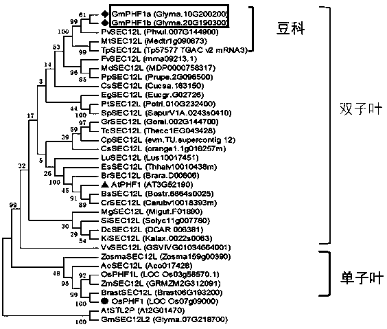 Application of transport assistance factor GmPHF1b of phosphate transporter