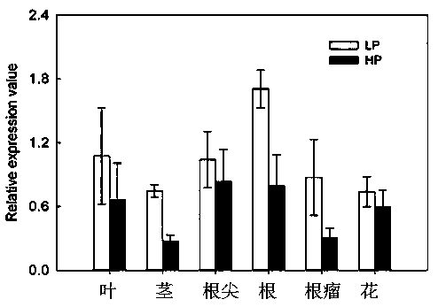 Application of transport assistance factor GmPHF1b of phosphate transporter