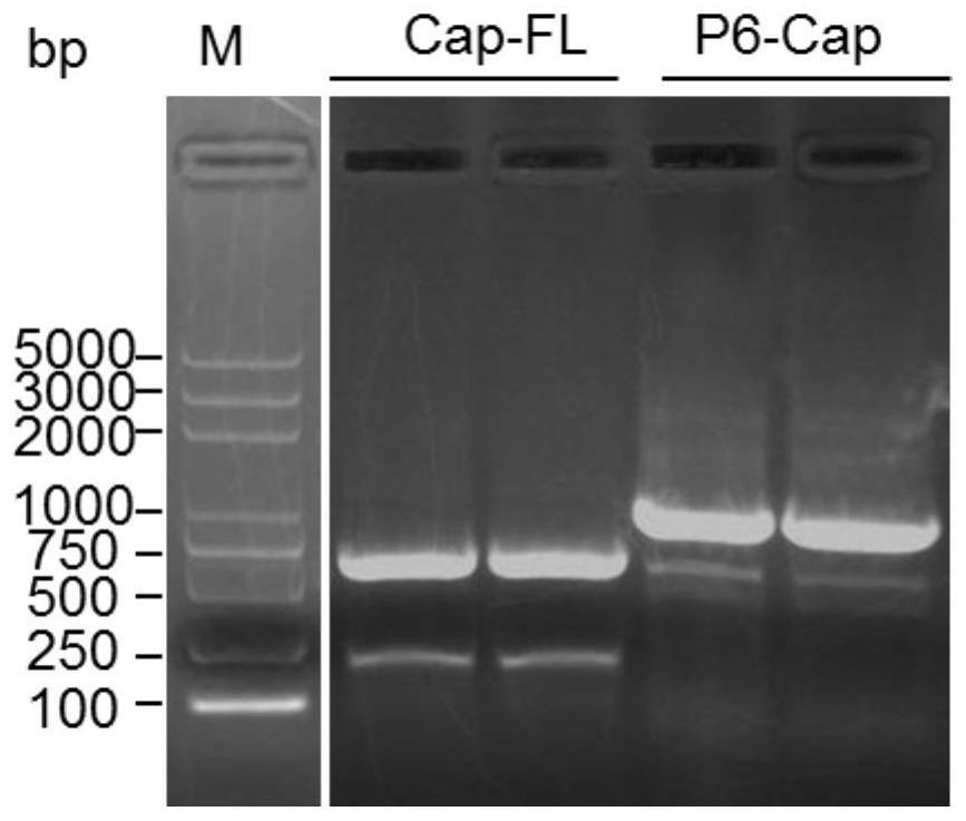 Porcine circovirus type 3 virus-like particle as well as preparation method and application thereof