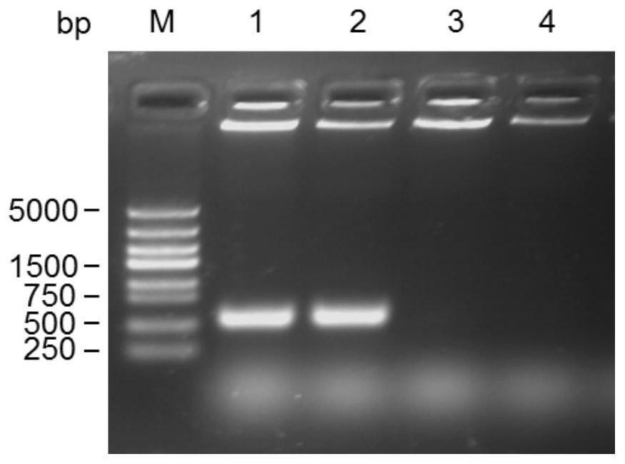 Porcine circovirus type 3 virus-like particle as well as preparation method and application thereof