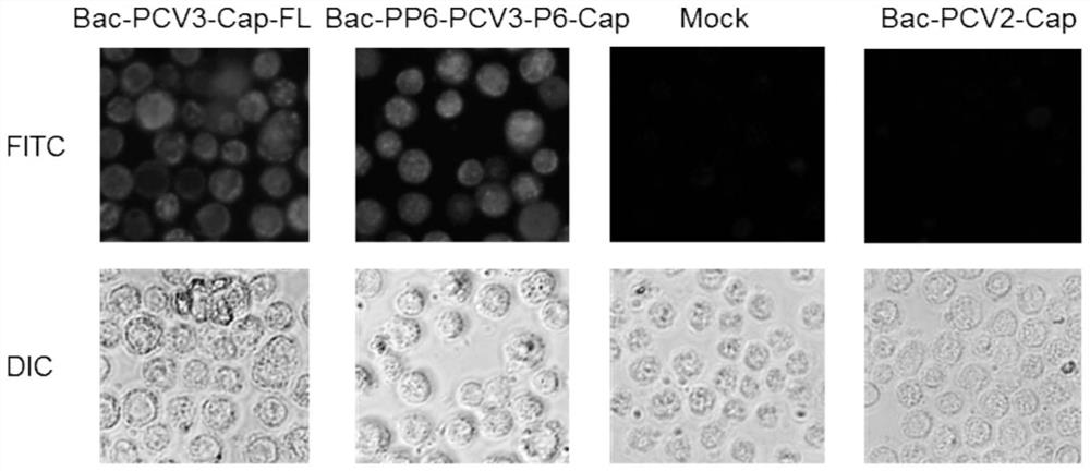 Porcine circovirus type 3 virus-like particle as well as preparation method and application thereof