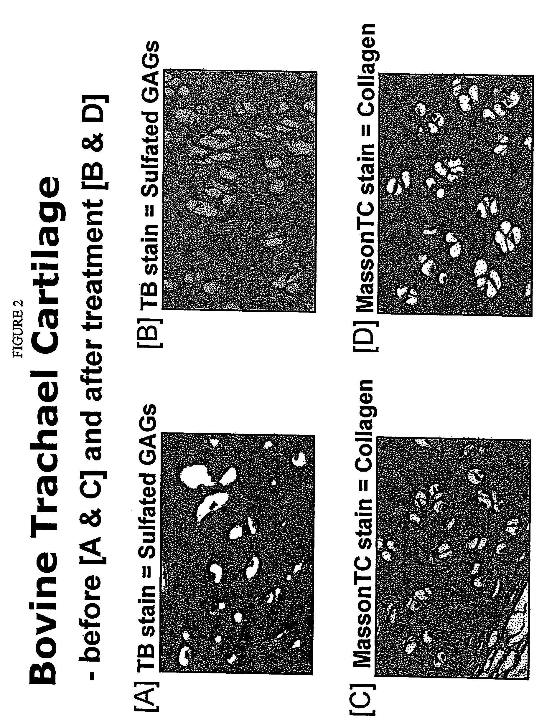 Topical compositions for the treatment, protection and restoration of skin and connective tissues