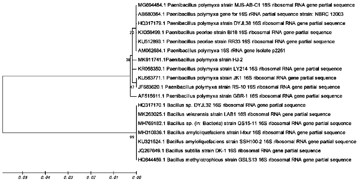 Bacillus for preventing and treating root rot of paris polyphylla, and preparation method and application thereof