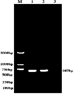 Triple inactivated vaccine for porcine epidemic diarrhea, swine transmissible gastroenteritis and porcine delta coronavirus and preparation method of triple inactivated vaccine