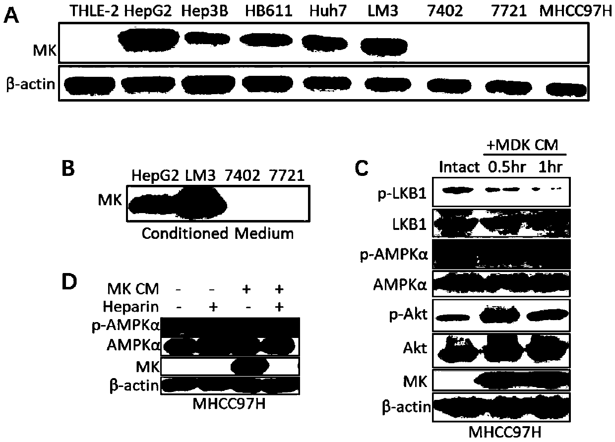 Method for in vitro collecting Midkine proteins and treating cells with collected Midkine proteins