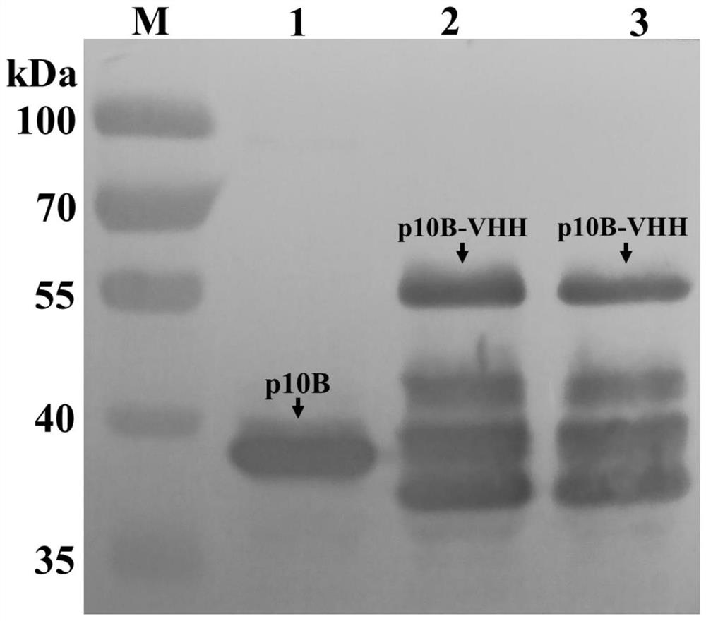 Nano antibody molecule targeting dendritic cells and application